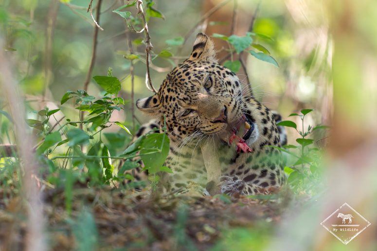 Léopard mangeant un impala, Mashatu