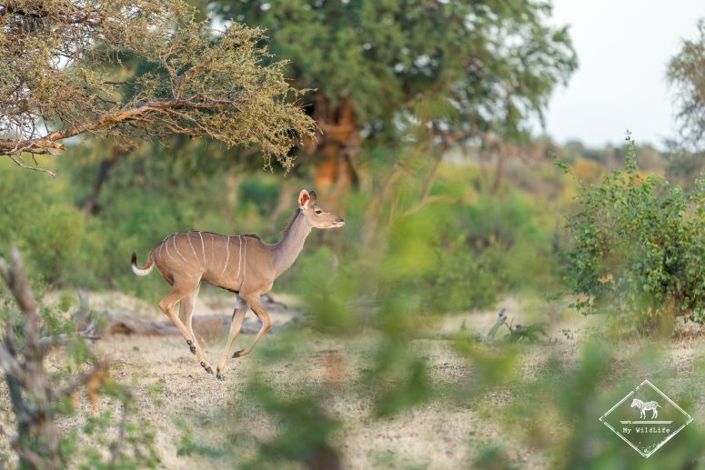 Grand Koudou, Mashatu