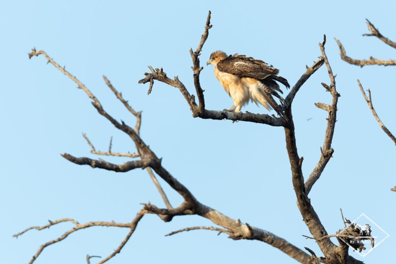 Aigle fascié juvénile, Mashatu