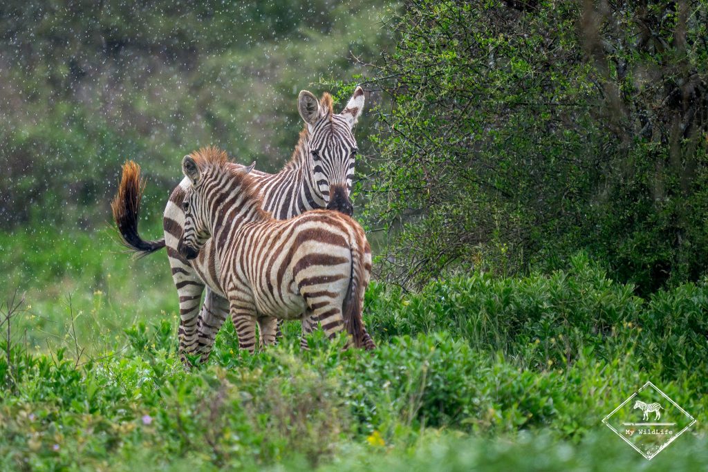 Zèbres des plaines sous la pluie, Ndutu