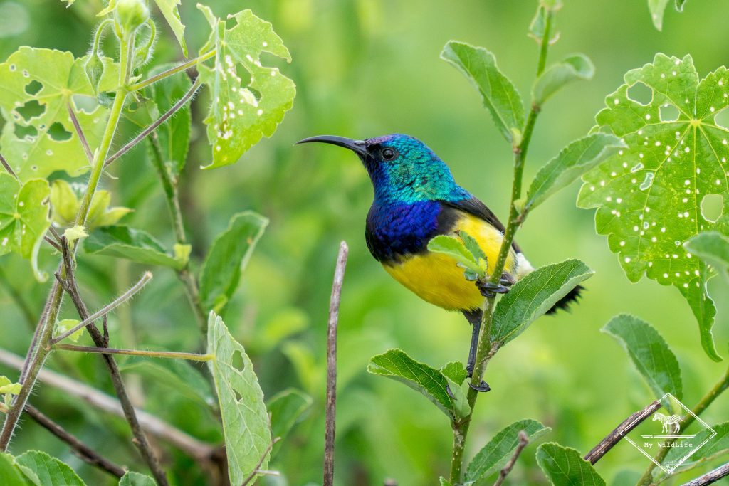 Souimange à ventre jaune, Ndutu