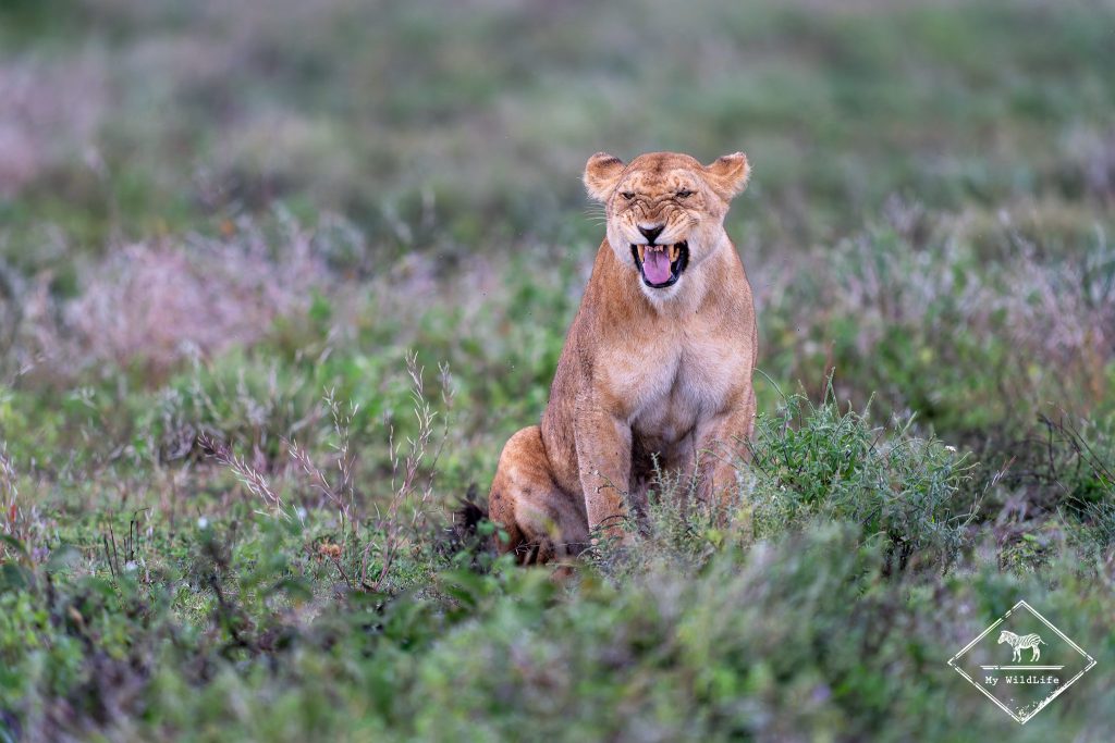 Lionne, Ndutu