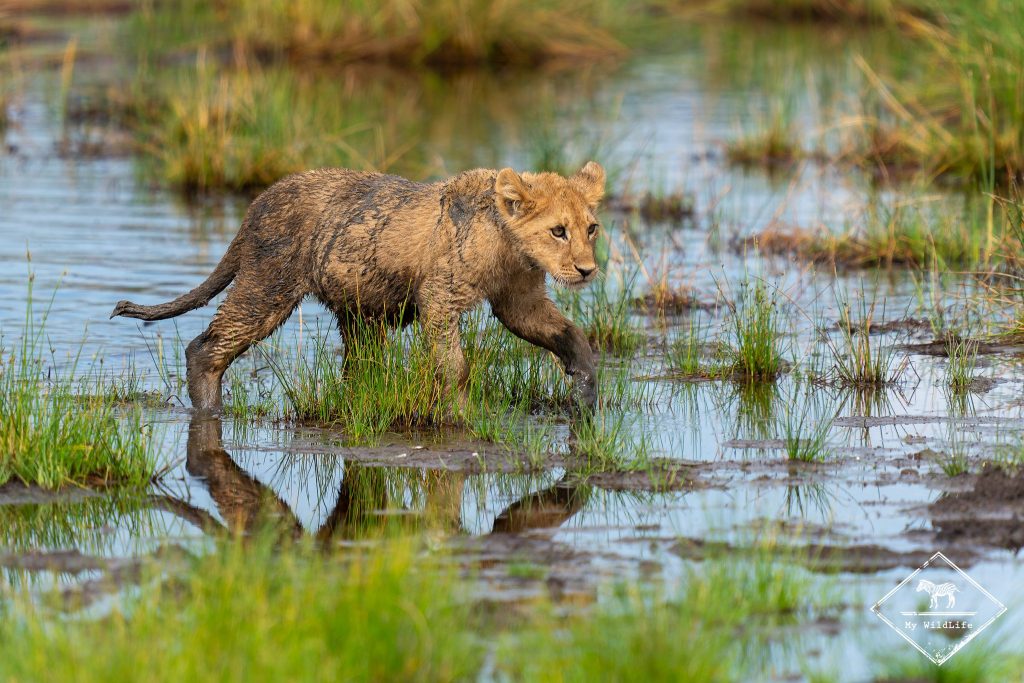 Safaris dans les parcs du nord de la Tanzanie