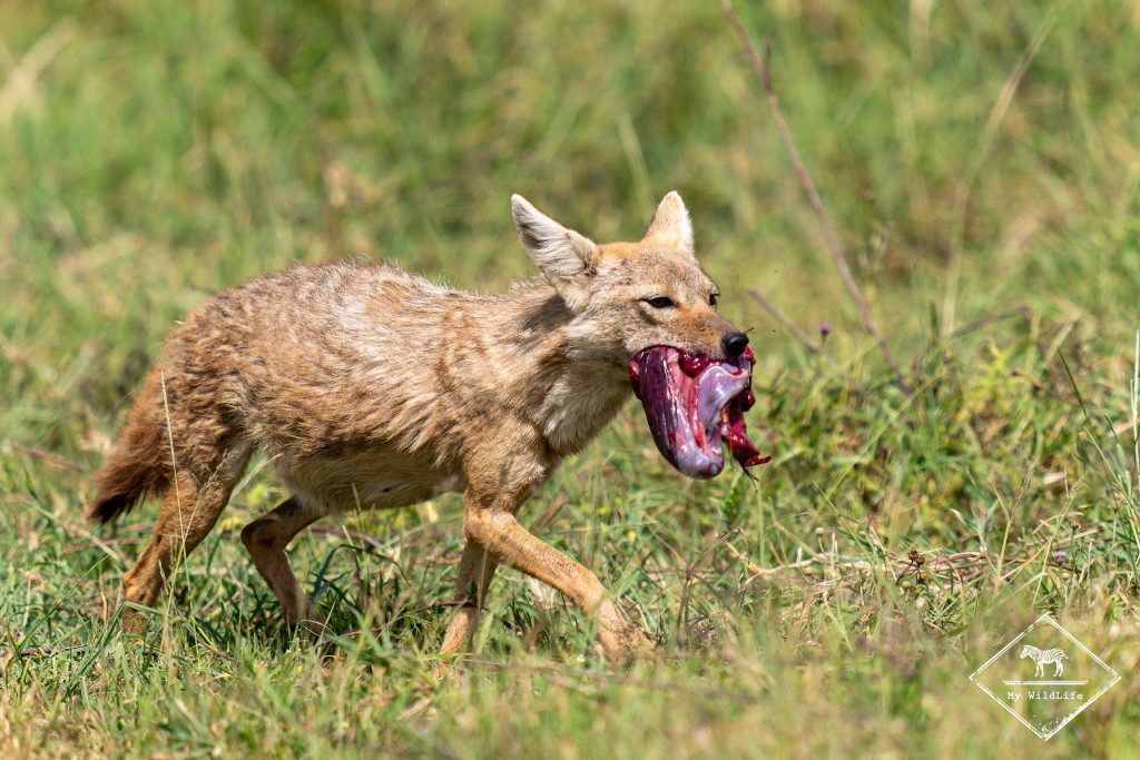 Chacal doré avec un placenta dans la gueule, cratère Ngorongoro