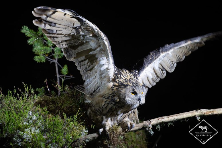 Grand-duc d'Europe, Finlande