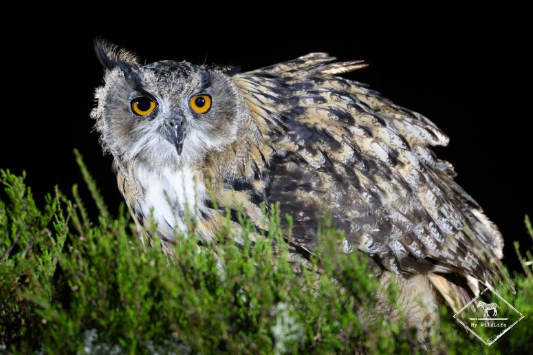 Grand-duc d'Europe, Finlande