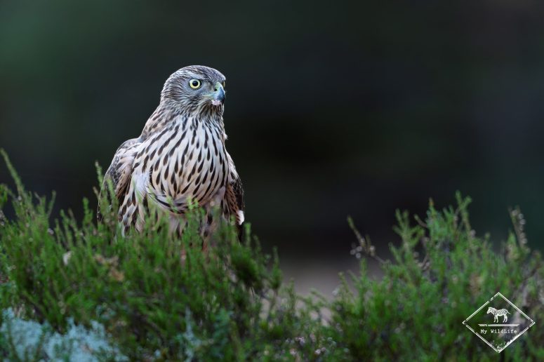 Autour des palombes, Finlande
