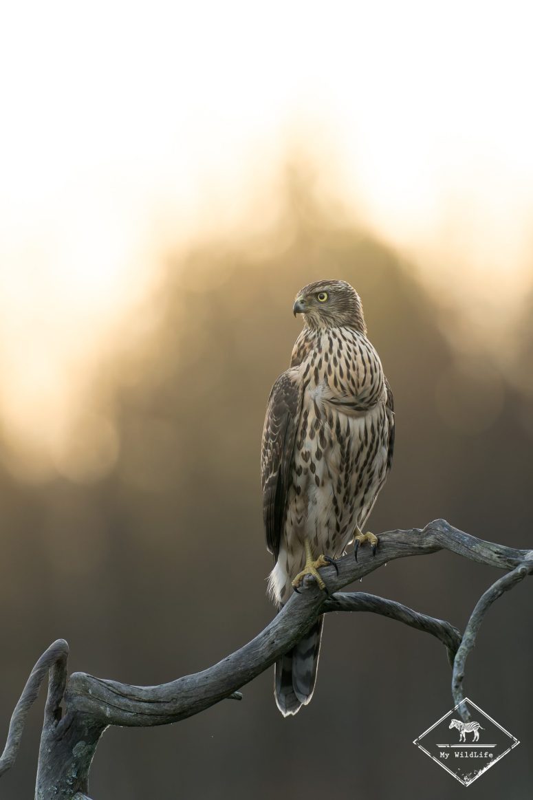 Autour des palombes, Finlande