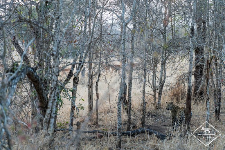 Léopard, réserve privée de Sabi Sand