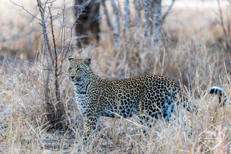 Léopard, réserve privée de Sabi Sand