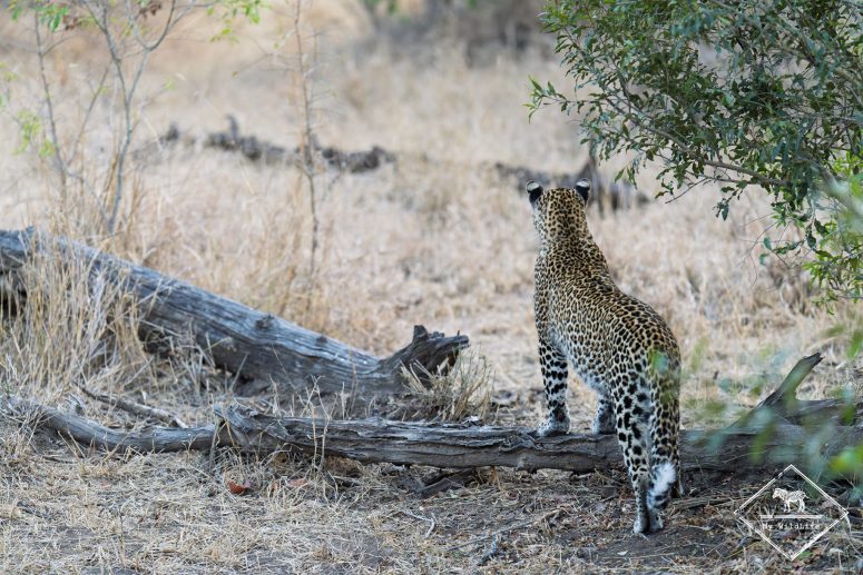 Léopard, réserve privée de Sabi Sand