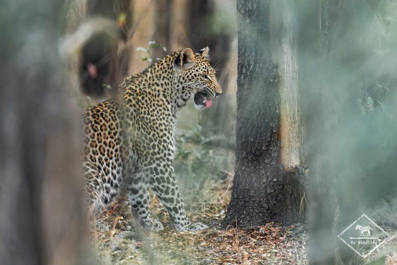 Léopard, réserve privée de Sabi Sand
