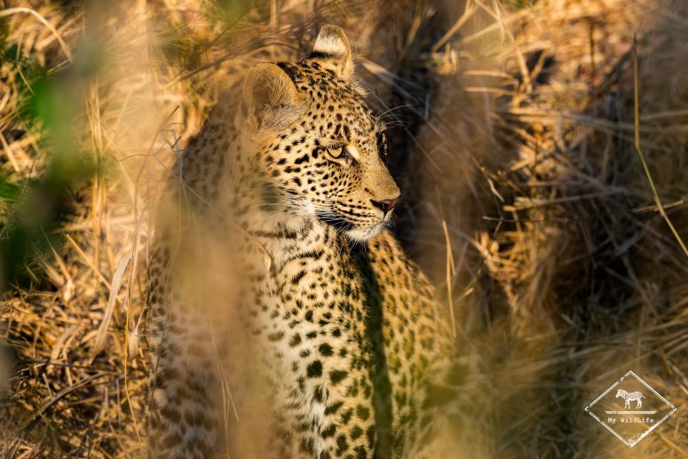 Léopard, réserve privée de Sabi Sand