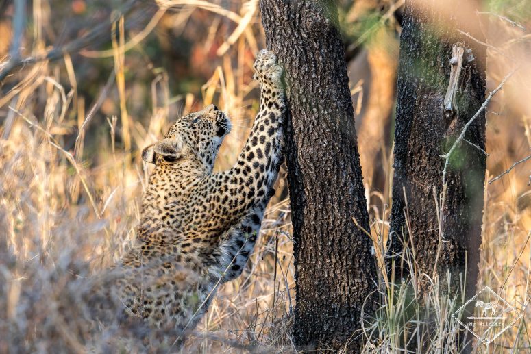 Léopard faisant ses griffes sur un tronc, réserve privée de Sabi Sand