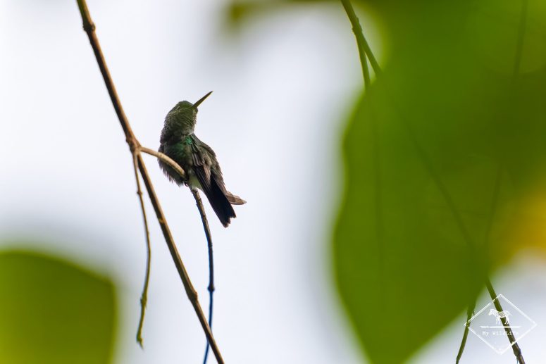 Ariane de Rosenberg, Mashpi
