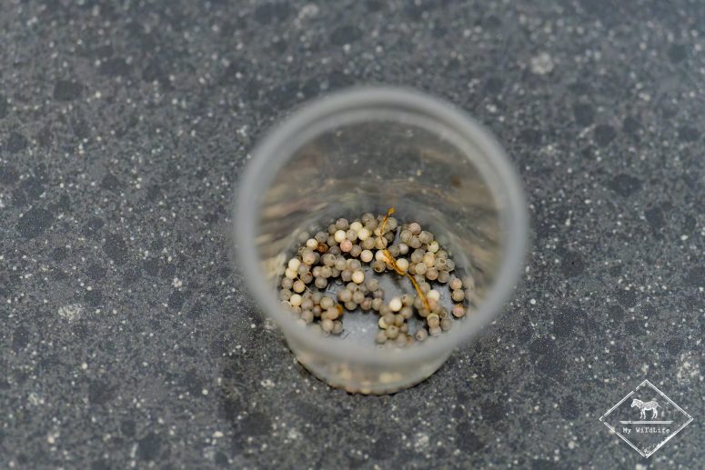 Oeufs de papillons, Mashpi