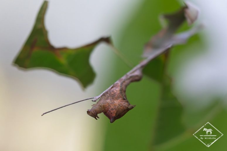 La Chrysalide, Mashpi