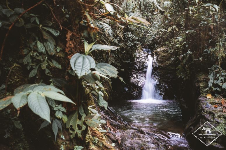 Cascade Magnolia, Mashpi