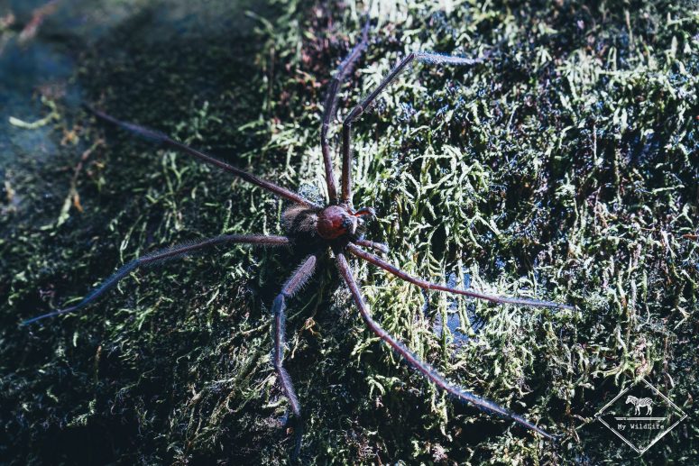 Araignée d'eau, Mashpi