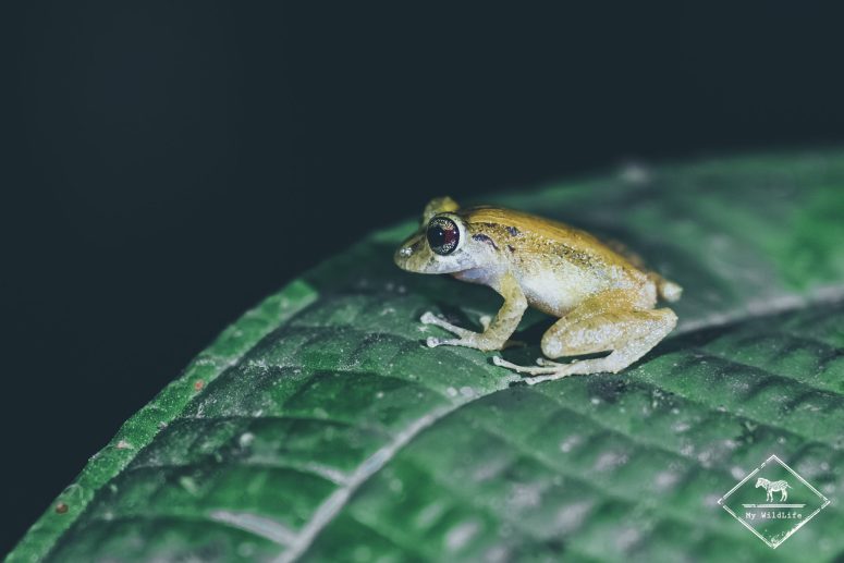 Pristimantis latidiscus, Mashpi