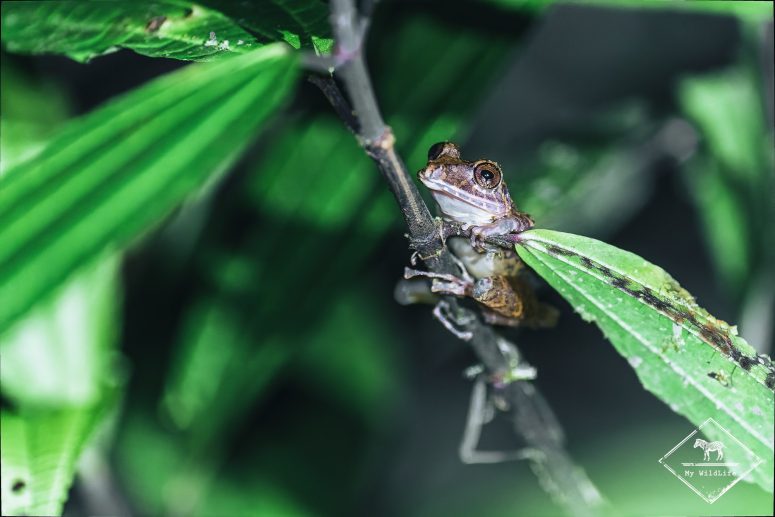 pristimantis labiosus, Mashpi