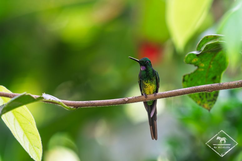 Brillant impératice, Mashpi