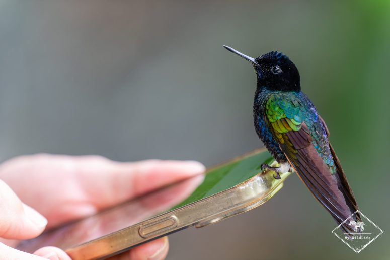 Colibri de Jardine, Mashpi