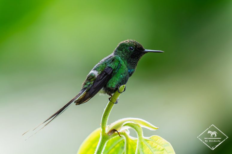 Coquette à queue fine, Mashpi