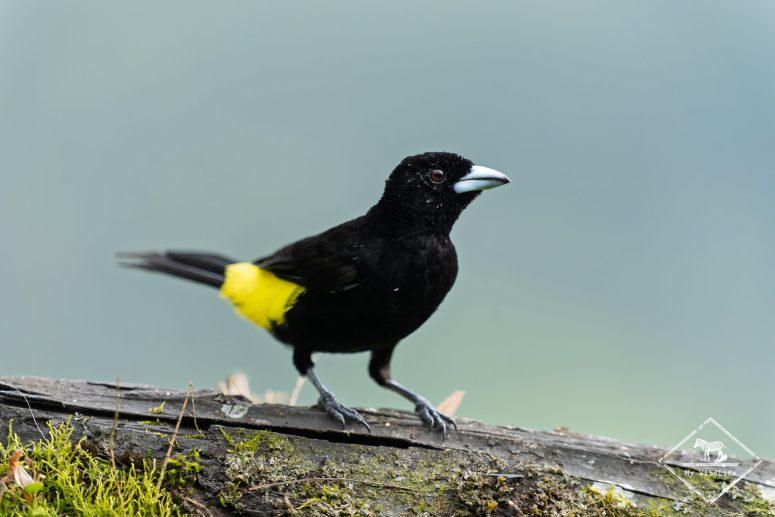 Tangara flamboyant, Mashpi