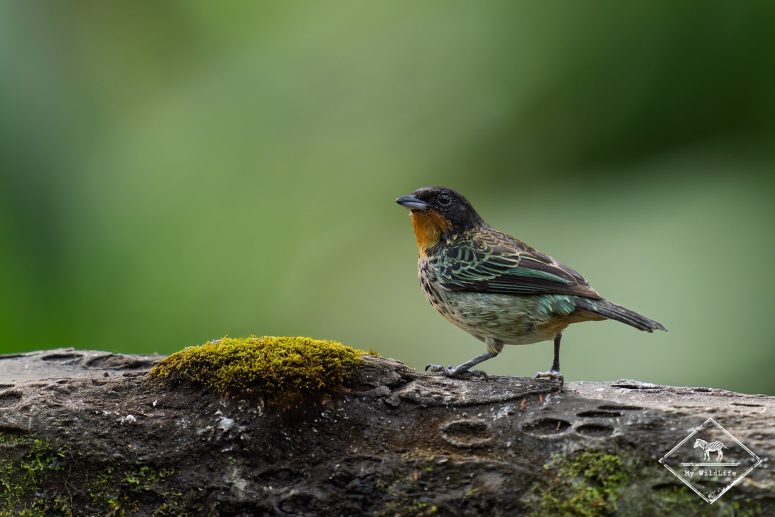 Calliste à gorge rousse, Mashpi