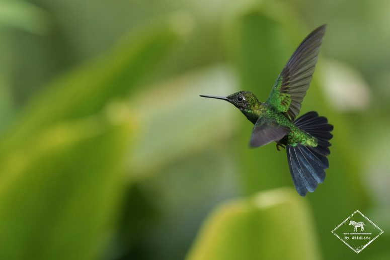 Brillant fer de lance, Mashpi