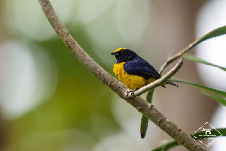 Organiste à ventre orange, Mashpi