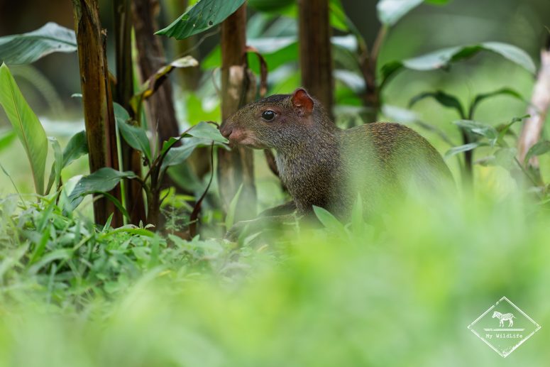 Agouti, Mashpi