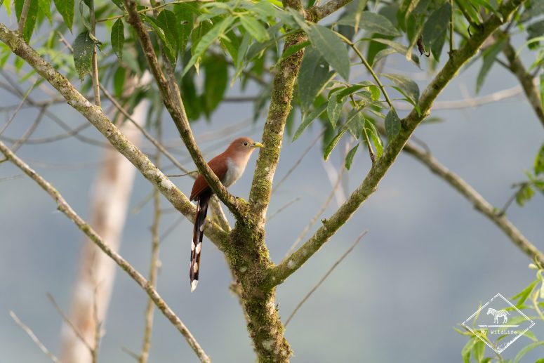 Piaye écureuil, Mashpi