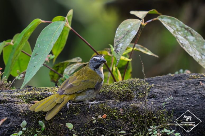 Saltator des grands bois, Mashpi