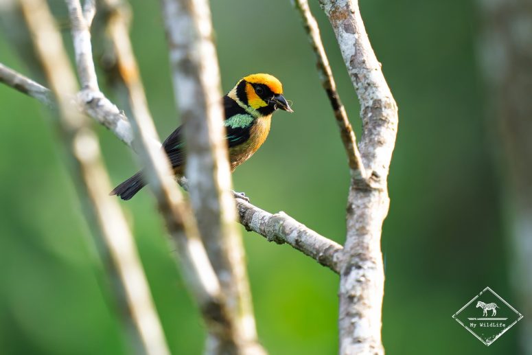 Calliste à face rouge, Mashpi