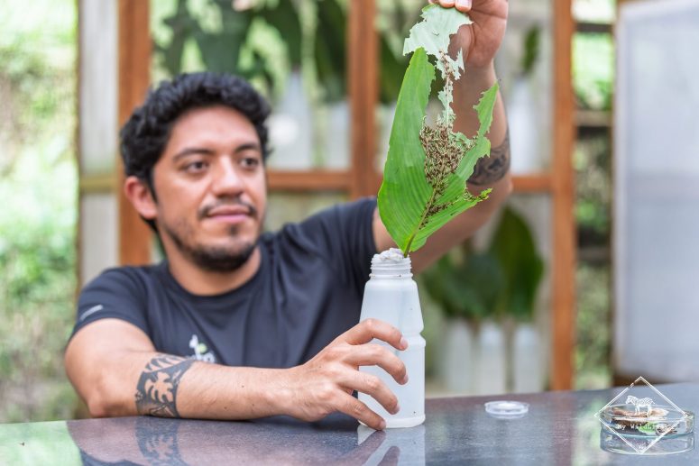 La ferme aux papillons, Mashpi