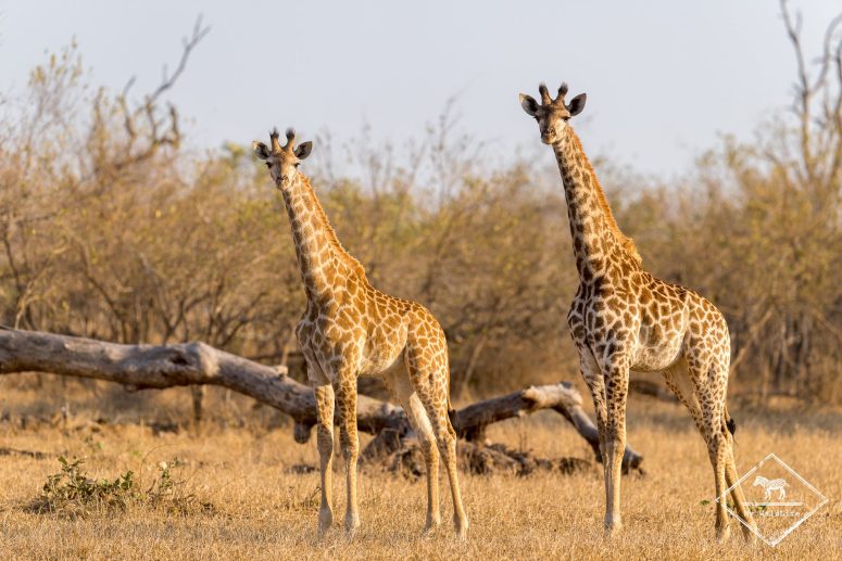 Girafes, réserve privée de Sabi Sand