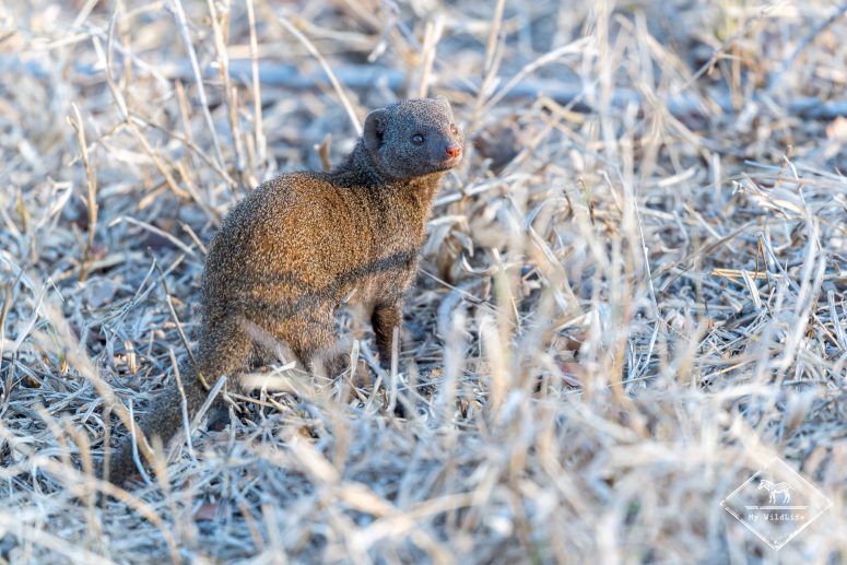 Mangouste naine, réserve privée de Sabi Sand