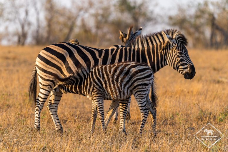 Zèbre qui tète , réserve privée de Sabi Sand