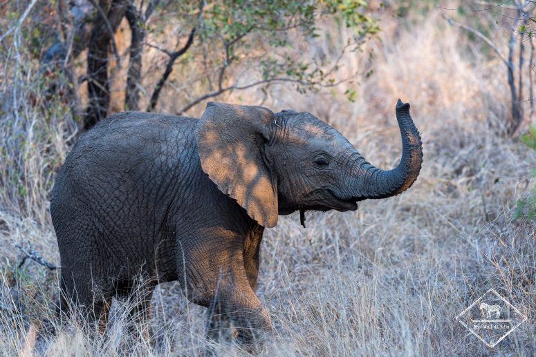 Éléphanteau, réserve privée de Sabi Sand
