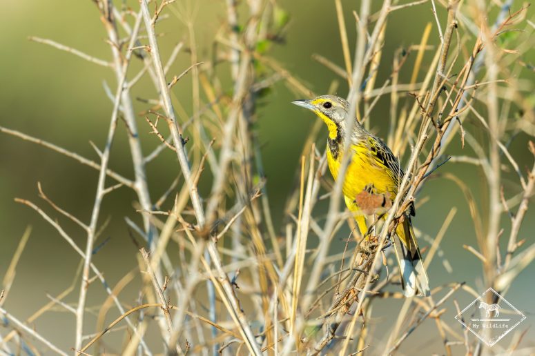 Pipit doré, réserve privée de Sabi Sand