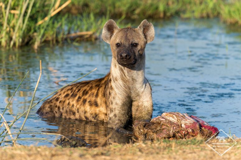 Hyène tachetée, réserve privée de Sabi Sand