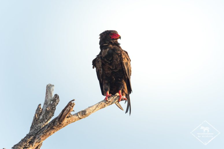 Bateleur, réserve privée de Sabi Sand