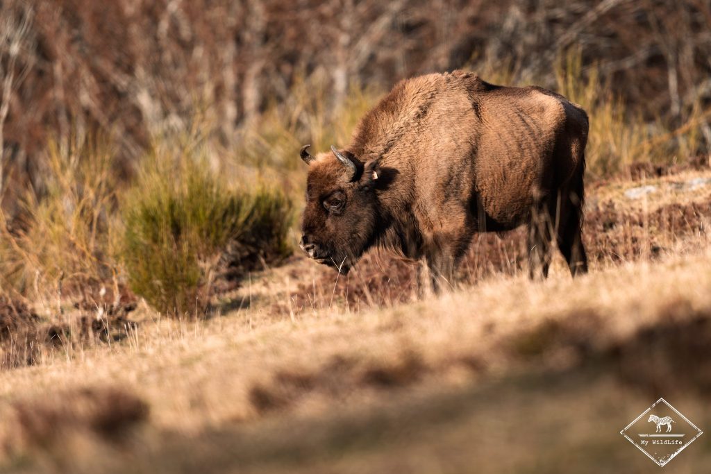 Bison d'Europe, Espagne