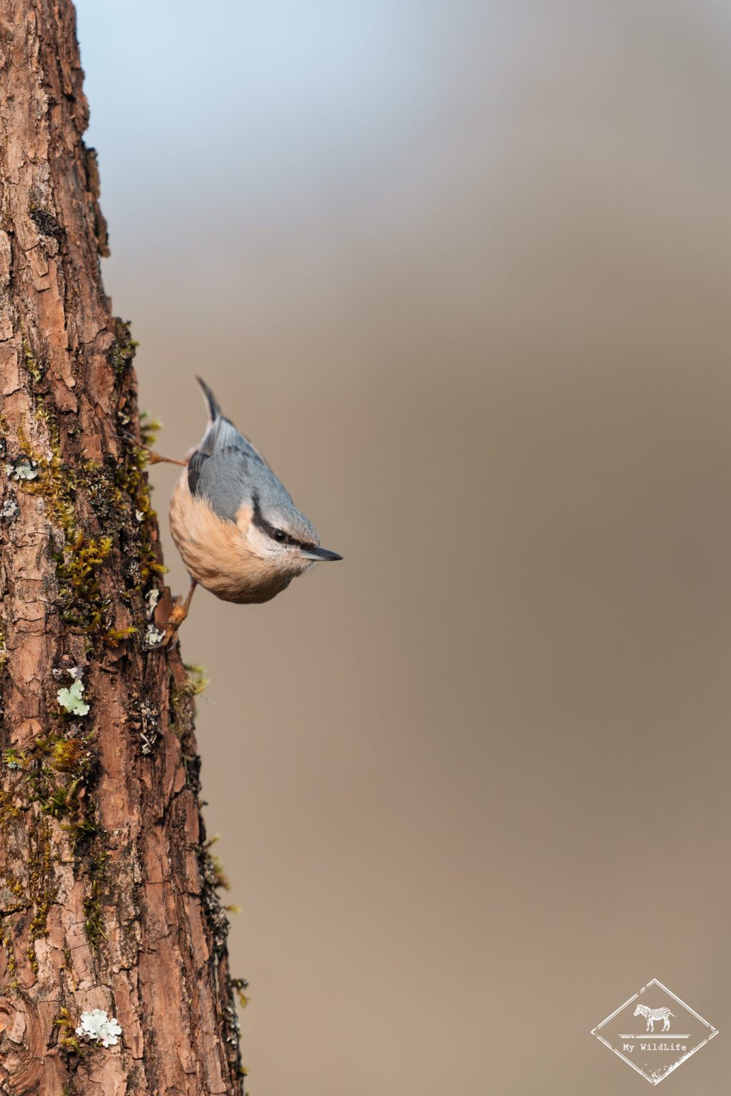 Sittelle torchepot, Espagne