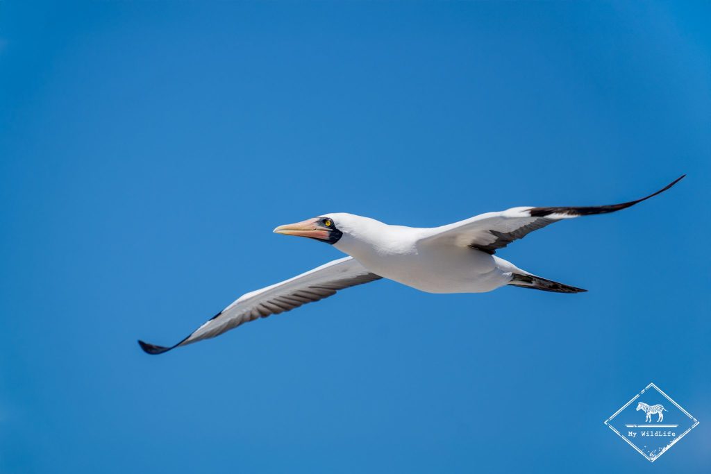 croisière photo aux galápagos, Fou de Grant