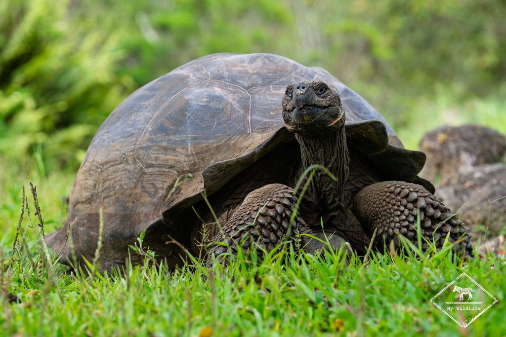 croisière photo aux galápagos, tortue géante
