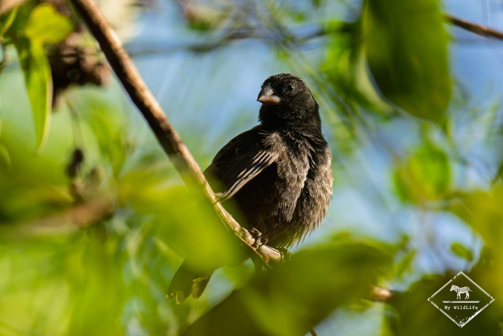 croisière photo aux galápagos, géospize