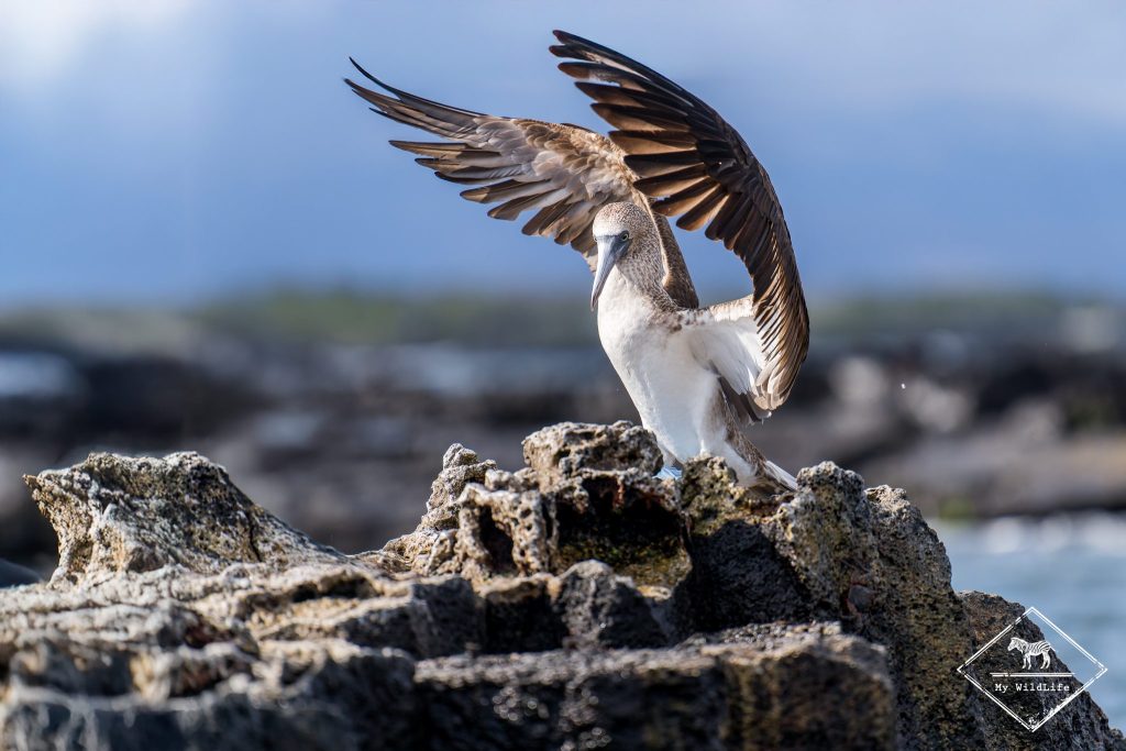 croisière photo aux galápagos, Fou à pieds bleues